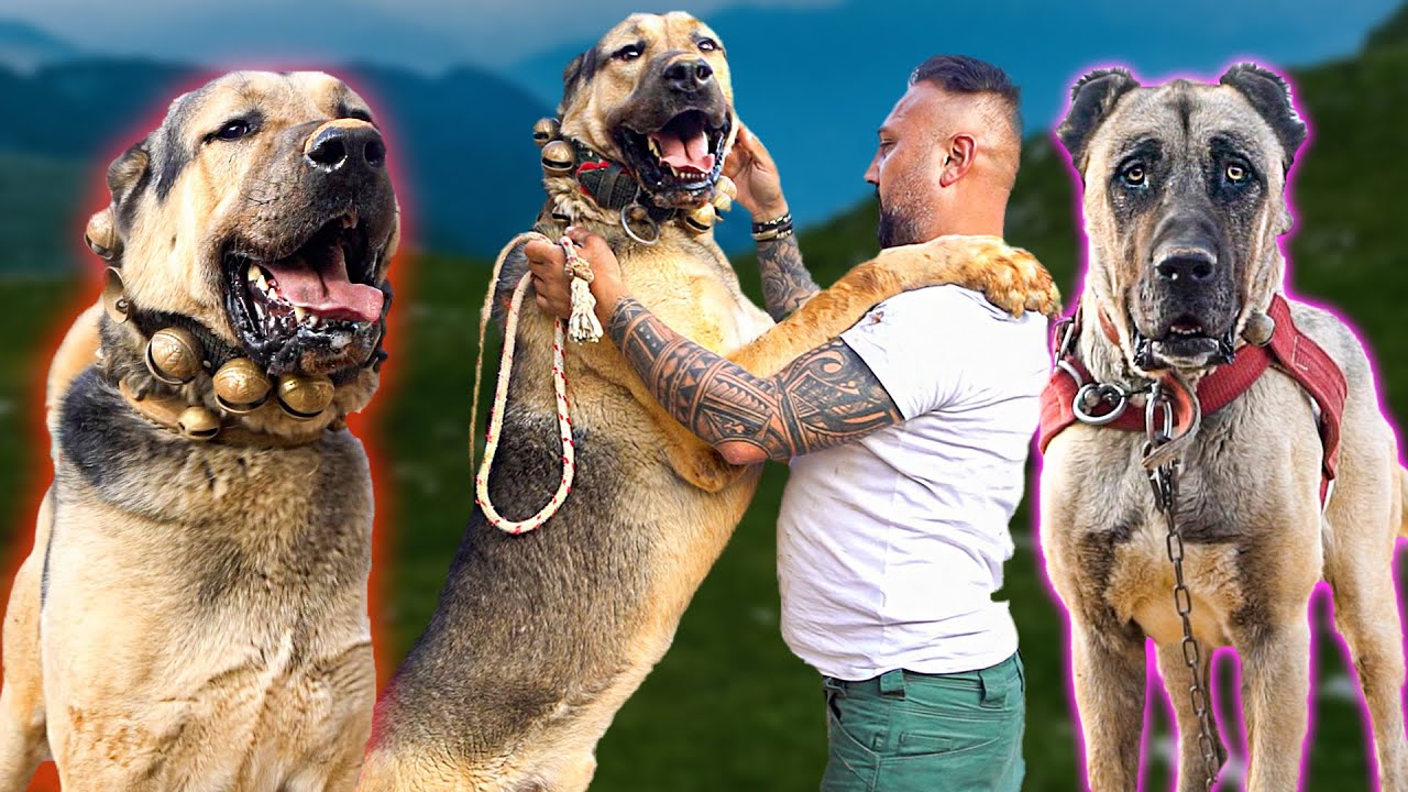 KIRŞEHİR'İN DEVASA ÇOBAN KÖPEKLERİ | 
