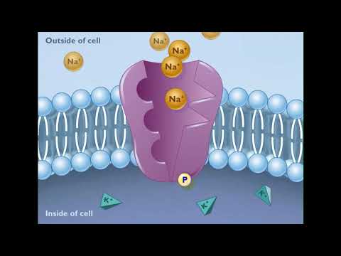 Video: Apa jenis mekanisme transportasi yang diwakili oleh pompa natrium kalium?