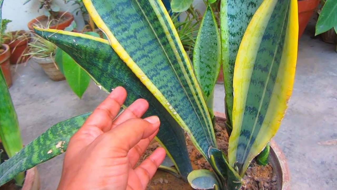How To Grow & Care Snake Plant Easily