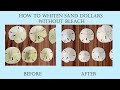 Cleaning Sand Dollars without bleach. Hydrogen Peroxide is my new favorite method!