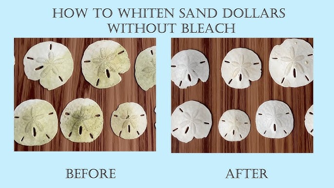 How to clean sand dollars. Bleaching and sealing your sand dollar  treasures. 