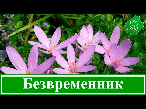 🌸 Осенний безвременник – посадка и уход в открытом грунте, пересадка безвременника и виды