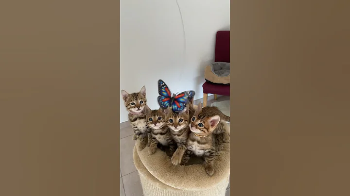 Video 4609281: bengal cat chaton kitten, bengal cat cute kittens