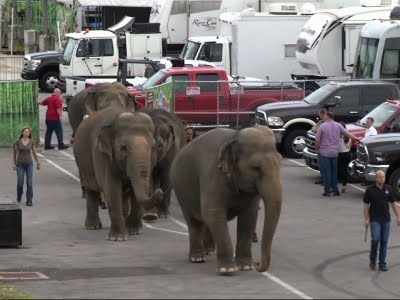 Ringling Circus Elephants to Retire in May