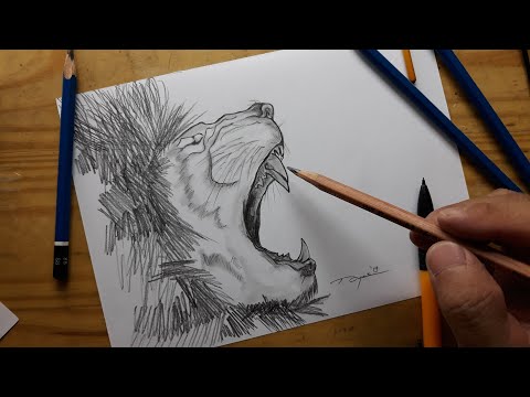 Video: Menggambar Singa: Cara Menggambar Dengan Pensil