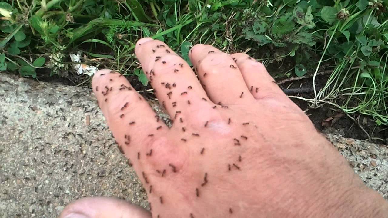 Ant bites and stings | DermNet New Zealand