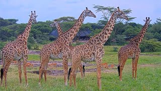 Live Safari - Masai Mara, Kenya