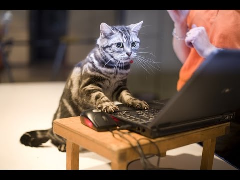 mirrors justin timberlake Smart cats videos compilation ► Funny cat and cute kittens