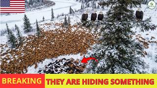 This Bird Of Prey Returns To Alaska - What Happens Next To INVASIVE RED FOXES Astonishes Scientists Where Bald Eagles Are Found