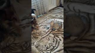 Прикол коты и собаки. Смешные коты и собаки. Кошка не дает собаке поспать. Прикол коты и собаки. Смешные коты и собаки. Кошка не дает собаке поспать.