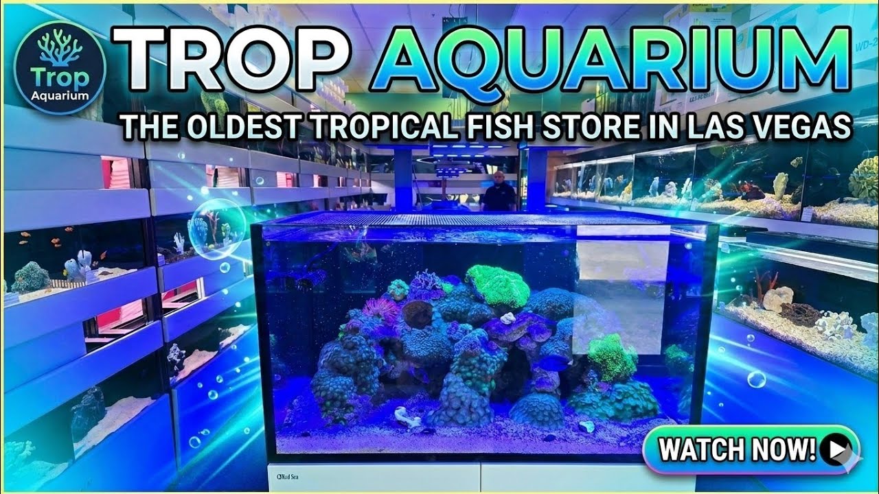 The oldest LFS in Las Vegas