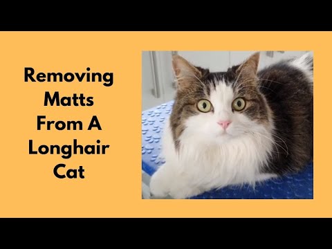 Video: Najlepšie spôsoby, ako ženích dlhosrstých mačiek a odstrániť zamotanie