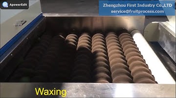 avocado washing waxing grading line