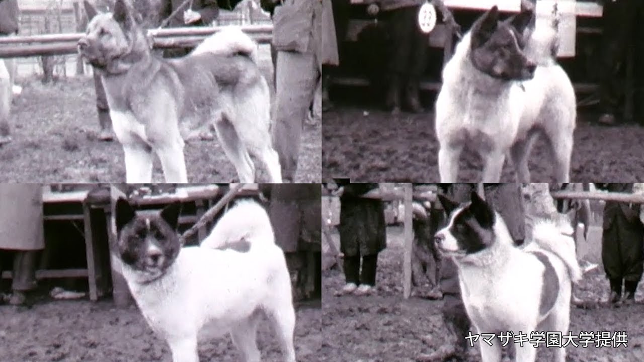 これでも秋田犬 ６０年前の動画が見つかる ブチの毛 耳は折れ Youtube
