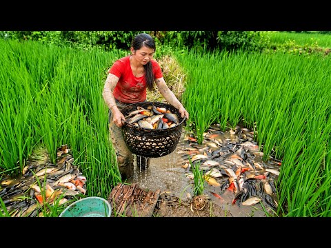 Harvesting Rice-Paddy Carp – Bringing Them to the Farm Pond and Cooking a Country-Style Meal