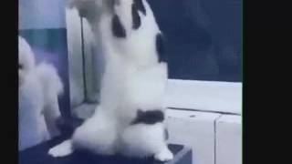 Кот Танцует Под Музыку