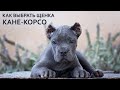 Как выбрать щенка кане корсо | Выбор щенка кане-корсо