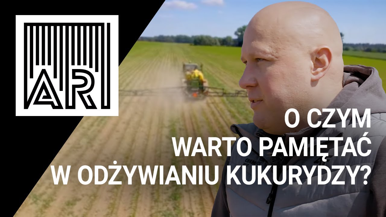 Jak wygląda kukurydza?