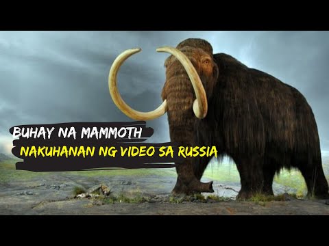 Video: Palimpsest - kung paano nila binura ang isang pandiwa at isinulat ang Cyrillic sa ibabaw nito