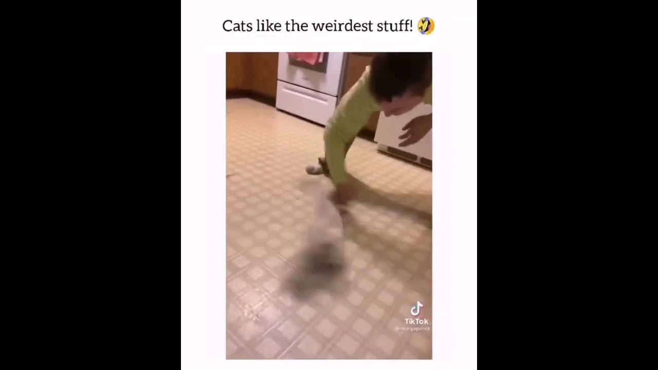 keep on rollin dude, kucing keder muter