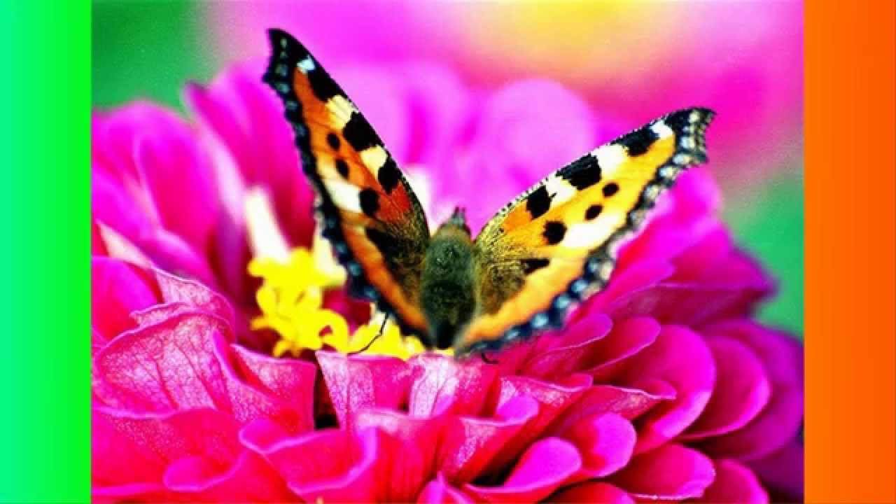 Джо Дассен - " Если-б не было тебя " - YouTube