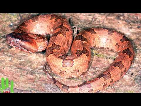 Video Rắn Lục núi | Ovophis monticola | - youtube