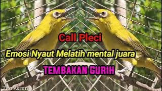 Suara Pleci Memanggil Lawan  Bikin Emosi Pleci Nembak Gurih