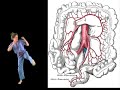 Blood Supply to the Abdominal Organs