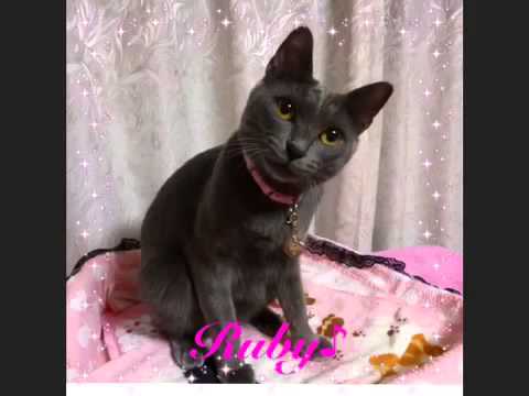 ♪ねこのうた♡出演:Ruby（ルビィ）