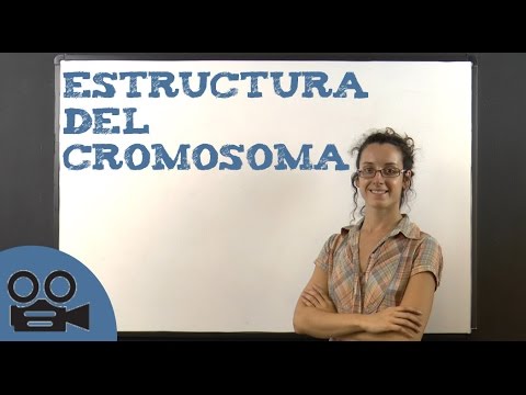 Vídeo: Quina és l'estructura bàsica dels cromosomes eucariotes?