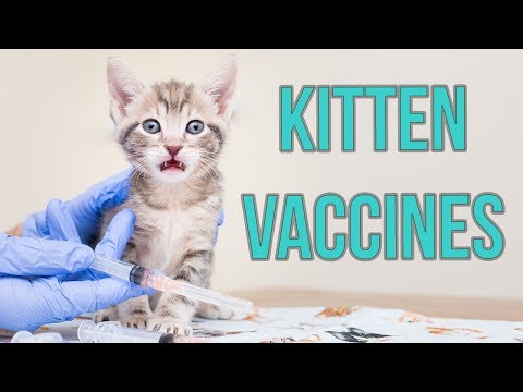 Video: What Vaccinations Does A Kitten Need?