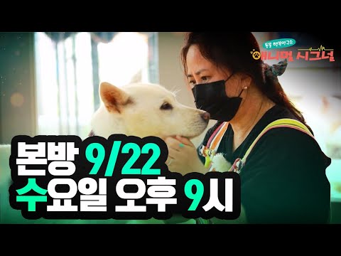 (예고) 종양이 달린 채 유기된 <strong>보보</strong>, 암으로 의심되는데... [#애니멀시그널] (본방 9/22 수 밤 9시) / YTN 사이언스