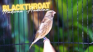 Download Lagu MASTERAN BANYAK DICARI 2026 ! SUARA BLACKTHROAT GACOR PANJANG BUAT MASTERAN KENARI BAHAN MEWAH MP3