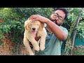 Direct Import Bloodline Golden Retriever Puppy For Sale の動画、YouTube動画。