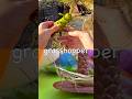 Learn Bug Insect Names for Kids at the Rock Pool: Grasshopper Cricket Praying Mantis Butterfly
