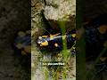 The Last Urban Dragon (Fire Salamander)