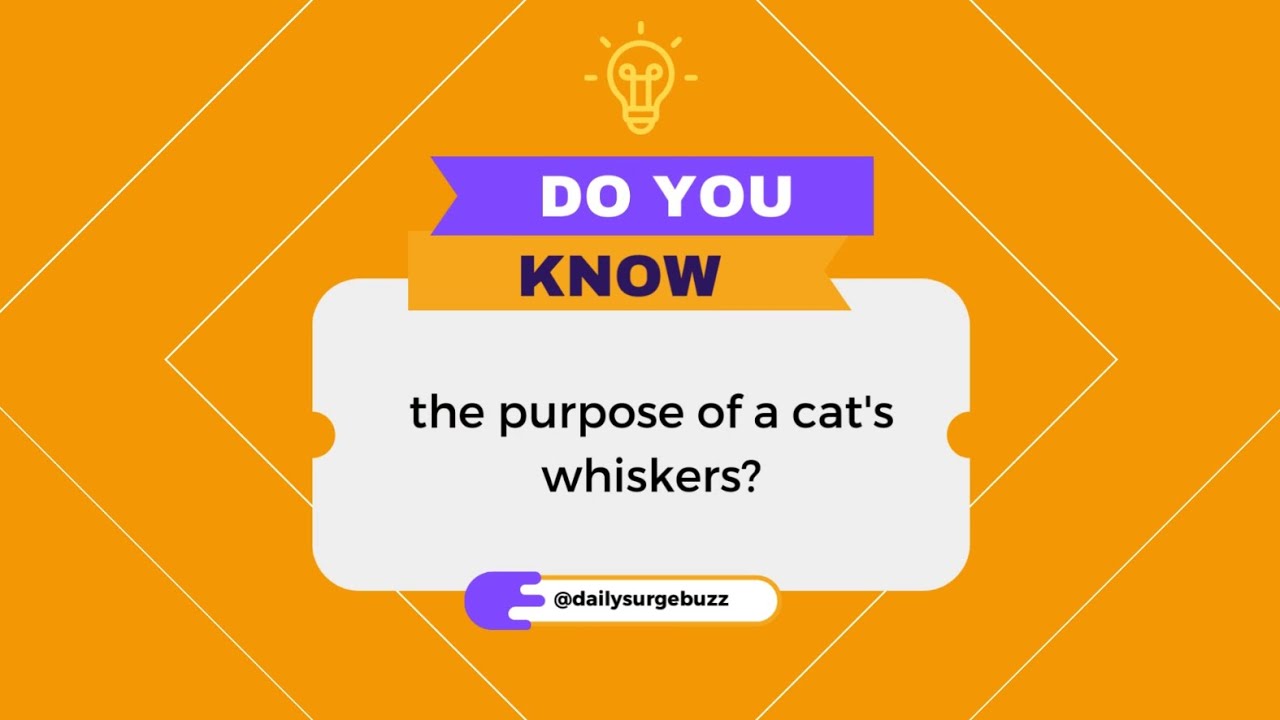 The purpose of a cat's whiskers YouTube