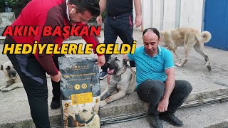 PUSAT GİBİ ADAMCI KÖPEK NASIL YETİŞTİRİLİR AKIN TÜLÜBAŞ ANLATIYOR