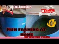 Fish farming at Home In 1000 litres water tank//#fish#fishing#farming#watertank