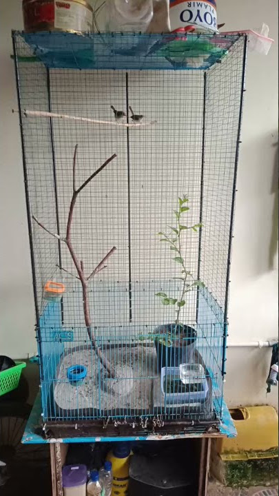 Aviary minimalis burcil prenjak...