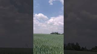 Засуха и Оз.пшеница после внесения КАС по листу