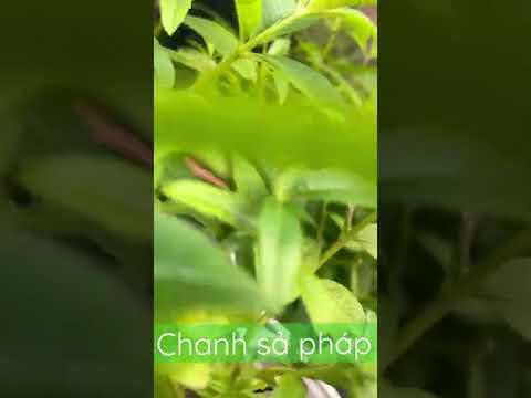 Video: Herb Garden Care - Cách Chăm sóc Vườn Thảo mộc