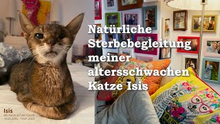 Natürliche Sterbebegleitung einer altersschwachen Katze