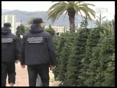 გდი-მ  ნაძვის ხის კანონიერად ჭრის ფაქტები შეამოწმა