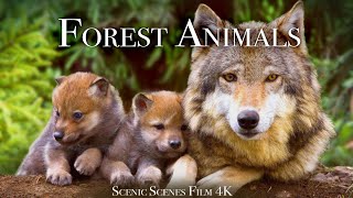 Forest Animals 4k  Amazing World of Forest Wildlife | Scenic Relaxation Film