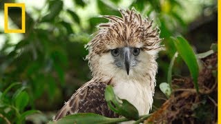 Así crece un águila monera, una especie en peligro de extinción | National Geographic en Español screenshot 2