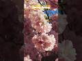 #spring #weather #flowers #sakura #travel #traveling