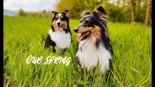 Our Spring 2022 🌷 | Elinor & Narnia the shelties by CrazyPack 178 views 1 year ago 2 minutes, 59 seconds