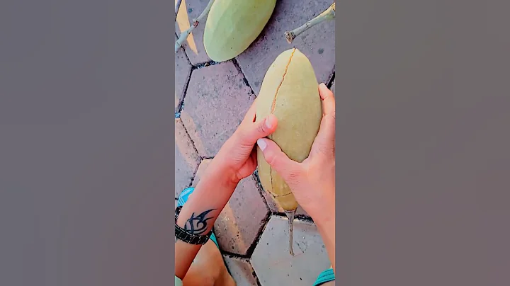 Baobab Tree Fruit#shorts || Baobab Tree In India#shorts