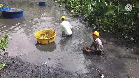 Tát ao miền tây và bắt cá trê khủng/miền tây 94